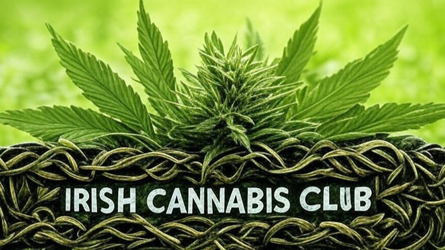Cannabis Plant.